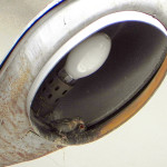 gniazdo wróbli (karmienie pisklęcia) w ulicznej lampie