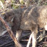 Funkcjonariusze Straży Granicznej wraz ekologami z Republiki Ściborskiej uratowali wilka