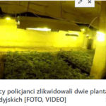 Inni napisali: Hodowlę konopi indyjskich odkryto między innymi na poddaszu w Gołdapi…