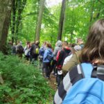 Stary dąb „Dworzanin”, szum Błędzianki…