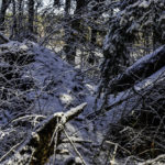 Usuwanie zagrożenia w Lesie Kumiecie oraz Puszczy Rominckiej