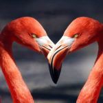 Walentynki również