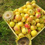 Czas zebrać jesienne plony!