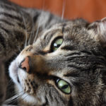 Konkurs. Honorowe wyróżnienia dla przyjaciół zwierząt