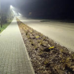 Czytelnicy piszą. Aleja brzóz?