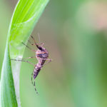 Czy DEET jest szkodliwy?