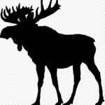 Policjanci pracowali na miejscu wypadku drogowego