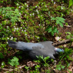 Tych ptaków nie dotykać!