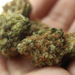 Stawił się w gołdapskiej komendzie na dozór – okazało się, że był poszukiwany, a przy sobie miał narkotyki