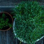 Jak wybrać najlepsze zioła? Praktyczne wskazówki