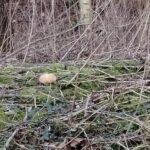 Czytelnicy informują. Borowiki w lutym