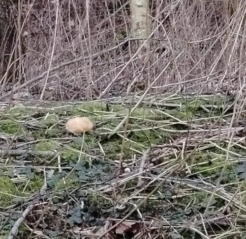 Czytelnicy informują. Borowiki w lutym