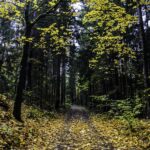 Co z Lasem Kumiecie? Podsumowanie konsultacji społecznych