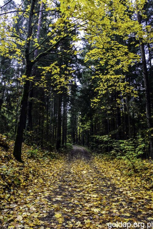 Co z Lasem Kumiecie? Podsumowanie konsultacji społecznych