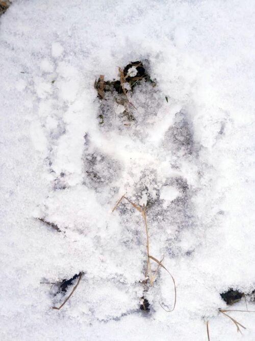 Czytelnicy informują. Wilki w okolicy Kozak