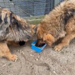 Podziękowanie dla gołdapskich policjantów