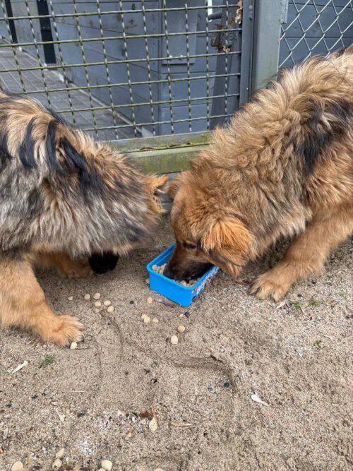 Podziękowanie dla gołdapskich policjantów