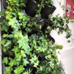 Podziel się swoją rośliną i stań się częścią zielonej zmiany!