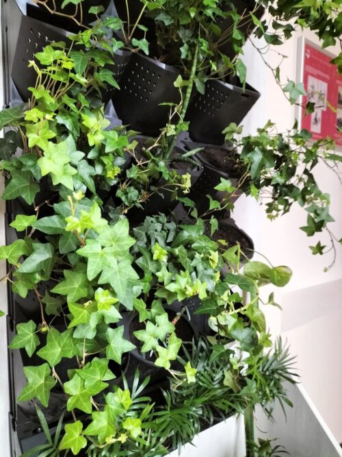 Podziel się swoją rośliną i stań się częścią zielonej zmiany!