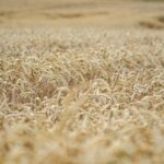 Mieszanka poplonowa – jakie nasiona wybrać, by uzyskać najlepszy efekt?