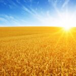 Jesienne zwalczanie miotły zbożowej – skuteczne opryski i środki