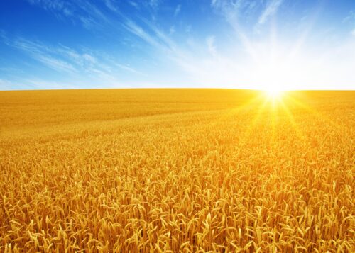 Jesienne zwalczanie miotły zbożowej – skuteczne opryski i środki