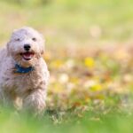 Smycze dla psa – jak wybrać odpowiednią i bezpieczną?