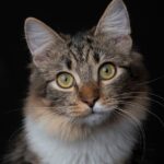 Warmińsko-mazurska nagroda przyjaciela zwierząt