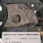 Gołdapski akcent w warszawskim Muzeum Geologicznym