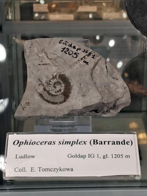 Gołdapski akcent w warszawskim Muzeum Geologicznym