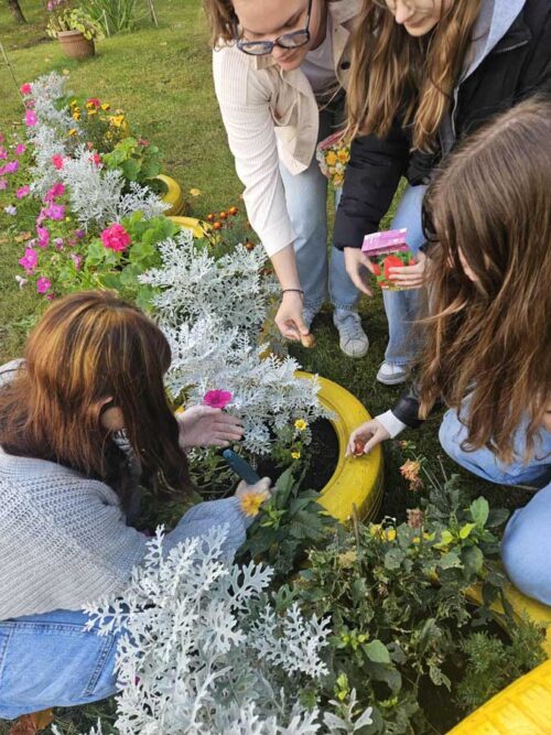 Akcja tulipan w Piątce