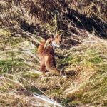 EkoDrużyna Gołdap 3a SP2 informuje. Lis nad Gołdapą