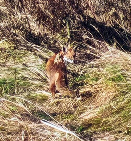EkoDrużyna Gołdap 3a SP2 informuje. Lis nad Gołdapą