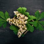 Jak przetrwać jesień bez przeziębienia? Syrop z kwiatów lipy – naturalny sposób na odporność