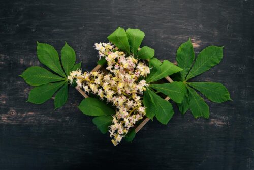 Jak przetrwać jesień bez przeziębienia? Syrop z kwiatów lipy – naturalny sposób na odporność