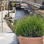 Rośliny w centrum miasta – jak zieleń zmienia oblicze przestrzeni publicznej