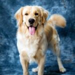 Podaj łapę po raz czwarty