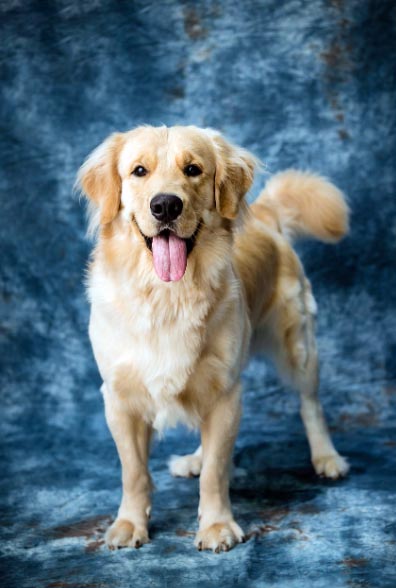 Podaj łapę po raz czwarty