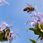 Sadzenie drzew i krzewów miododajnych 2026. Możliwość dofinansowania