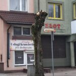 List do redakcji. Gołdap – ogłowione drzewa