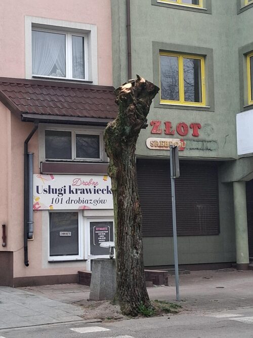 List do redakcji. Gołdap – ogłowione drzewa