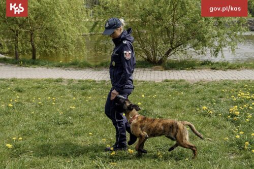 Z regionu. Urocza Maja dołączyła do Warmińsko-Mazurskiej KAS