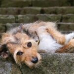 Konkurs o Nagrodę Przyjaciela Zwierząt „Cztery łapy”