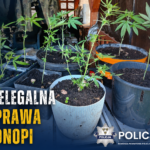 Policjanci zabezpieczyli nielegalną uprawę konopi oraz pojazd pochodzący z kradzieży
