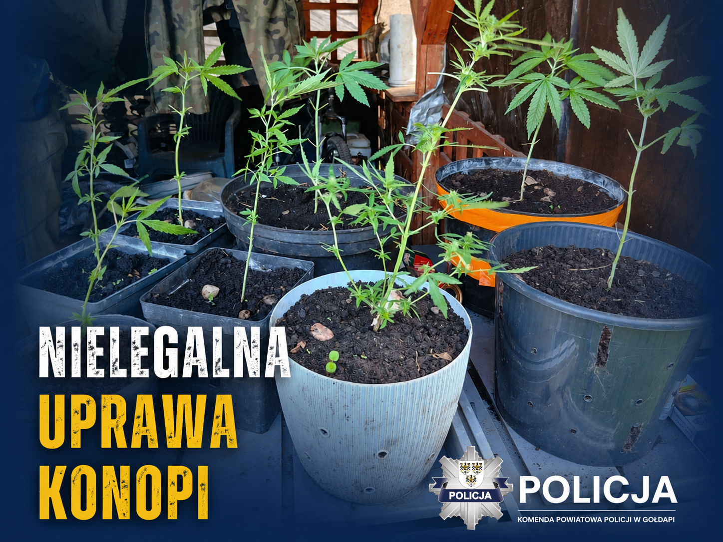 Policjanci zabezpieczyli nielegalną uprawę konopi oraz pojazd pochodzący z kradzieży
